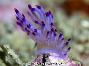 Flabellina sp. at Koh Doc Mai by Tobias Reitmayr 